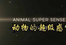 奇趣动植物等多部纪录片资源 百度网盘下载