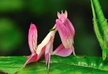 奇趣动植物等多部纪录片资源 百度网盘下载