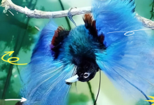 极乐鸟等多部纪录片资源 百度网盘下载