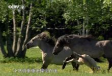 37部美妙大自然系列纪录片资源 百度网盘下载