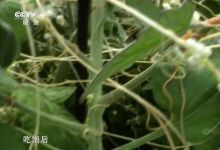 34部奇趣动植物系列纪录片资源 百度网盘下载