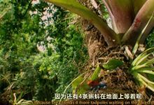 10部 奇趣动植物系列纪录片资源 百度网盘下载