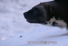 10部 奇趣动植物系列纪录片 百度网盘下载